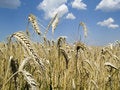 Free Corn Field With Ears Stock Photo - 2953320