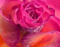 Free Wet Rose Royalty Free Stock Images - 2953419