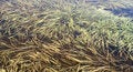 Free Background Of Bog Surface Stock Photography - 2953522