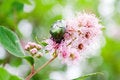 Free Green Beetle Eating Nectar Royalty Free Stock Photo - 2953605