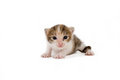 Free 3 Weeks Striped Kitten Royalty Free Stock Photos - 2954188