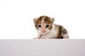 Free Striped Kitten On A White Box Stock Image - 2954261