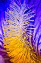 Free Iris Macro Photography Royalty Free Stock Photo - 2954695
