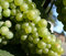 Free Green California Grapes On Vine Royalty Free Stock Image - 2952126