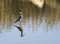 Free Black-necked Stilt Stock Photo - 2957960