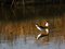 Free Black-necked Stilt Stock Photos - 2957983