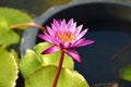 Free Pink Lotus Blooming On Pond Stock Images - 29548254