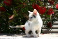 Free A Cute Kitten Stock Photos - 2969583