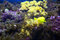 Free Yellow Fish Stock Images - 2967984