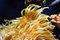 Free Coral Stock Image - 2968031
