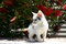 Free A Cute Kitten Stock Photos - 2969583