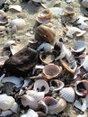 Free Sea Shells Stock Photo - 2970850