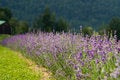Free Lavender Field Stock Photography - 2972782