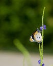 Free Plain Tiger Butterfly Feeding Royalty Free Stock Images - 2978279