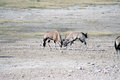 Free Gemsbok Fighting At Waterhole Stock Images - 2979344