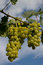 Free A Bunch Of Grape Stock Photos - 2976643