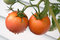 Free Ripening Tomatoes Stock Image - 2979311