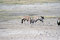 Free Gemsbok Fighting At Waterhole Stock Images - 2979344