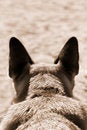 Free Hearing Stock Photos - 2980333
