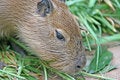 Free Capybara Royalty Free Stock Images - 2981979