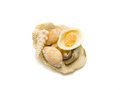 Free Isolated Unique Shells Stock Photos - 2985583