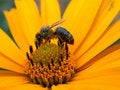 Free Bee On The Daisywheel Garden Royalty Free Stock Photos - 2986308