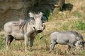 Free Warthog And Baby Royalty Free Stock Image - 2986946