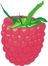 Free Raspberry Stock Photography - 2988082