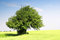Free Summer Landscape. Single Tree On A Field Stock Images - 2983914