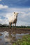 Free The Horse And Reflection Royalty Free Stock Image - 2984806