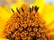 Free Yellow Flower Stock Photos - 2986303