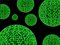 Free Glowing Green Filament Spheres Stock Photography - 2987082
