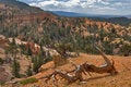 Free The Dried Up Tree Stock Photo - 2990460
