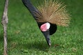 Free Black Neck Crane Royalty Free Stock Photo - 2990485