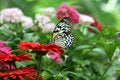 Free White Tiger Love Royalty Free Stock Images - 2992339