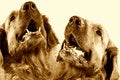 Free Greater Friendly Trained Dog Royalty Free Stock Photo - 2992375