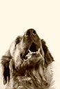Free Greater Friendly Trained Dog Royalty Free Stock Images - 2992379