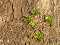 Free A Poplar Stem Stock Photo - 2992750
