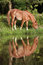 Free Grazing By The Pond Stock Images - 2990094