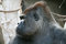 Free Huge Gorilla Head Royalty Free Stock Photo - 2991095