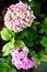 Free Vibrant Field Of Wild Flowers Stock Photo - 2991630