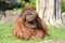 Free Lonely Sad Ape Royalty Free Stock Photo - 2999465