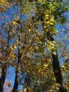 Free Autumn In Michigan Royalty Free Stock Photos - 30088