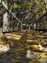 Free Autumn In Michigan Stock Photography - 30202