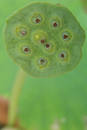Free Lotus Seed 1 Royalty Free Stock Image - 31946