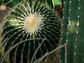 Free Barrell Cactus Stock Images - 38864