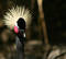 Free Crowned Crane Royalty Free Stock Image - 31366