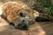 Free Resting Hyena Royalty Free Stock Photo - 32465