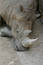 Free Rhino Stock Image - 32471