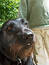 Free Mans Best Friend Royalty Free Stock Photo - 35625
